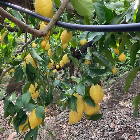 I Limoni * Ravello