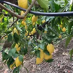 I Limoni * Ravello