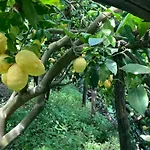 Lejlighed I Limoni *