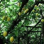 I Limoni