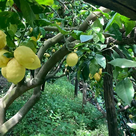 شقة I Limoni *