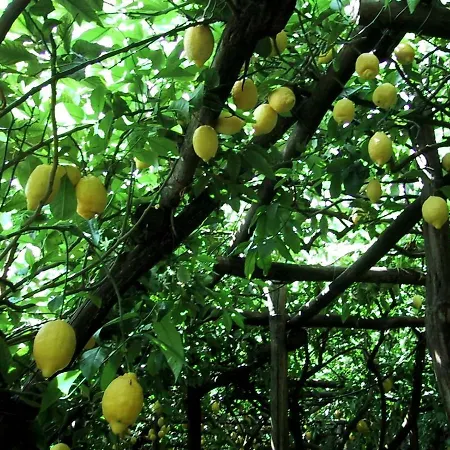 I Limoni